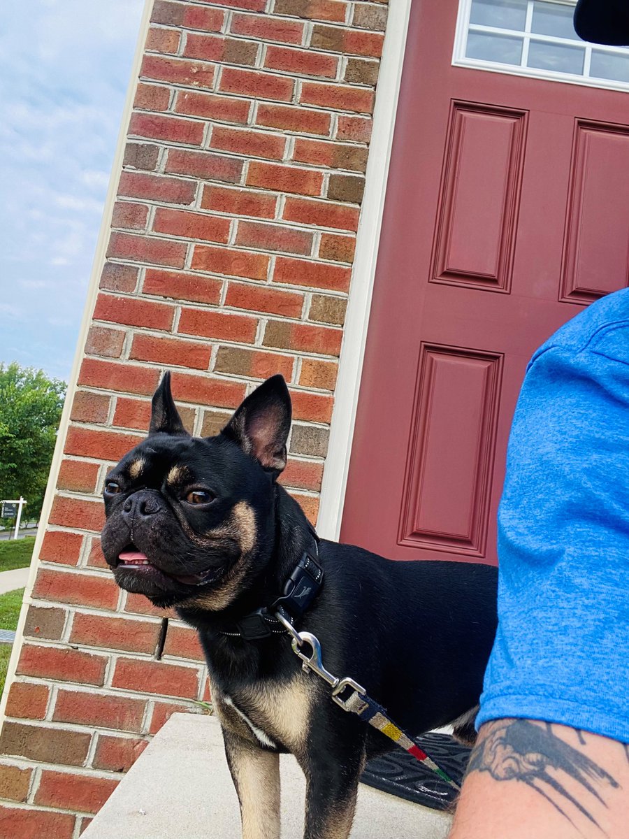 STILL MISSING: We are seeking the community's assistance to locate Alfred, a French Bulldog that was stolen at gunpoint on Tuesday, September 7th. Please call with any info on his whereabouts.  tinyurl.com/ev638zsb #PGPD #FirsttoServe