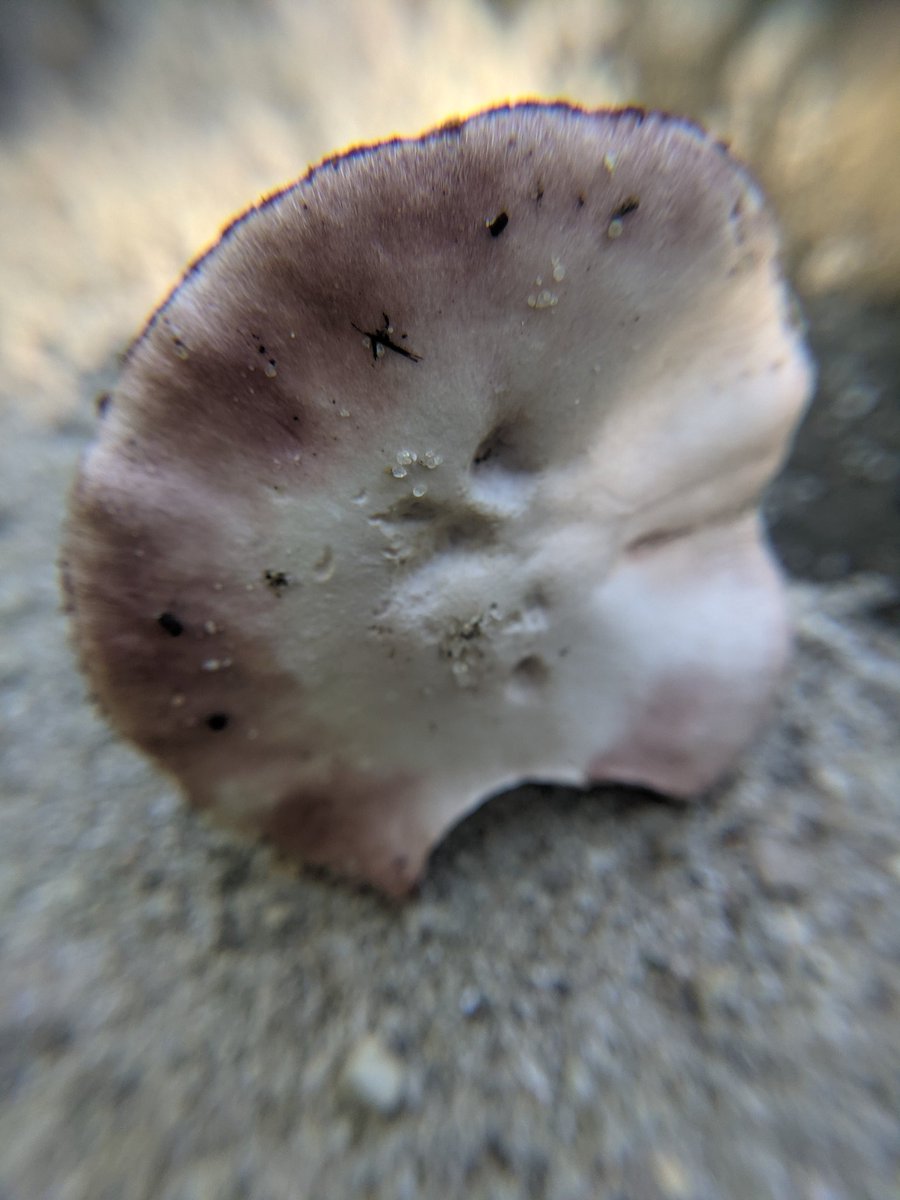 suburbanjungle_'s tweet photo. Here's some more photos of the possible Cortinarius cap and stem https://t.co/hpbHh53hZZ