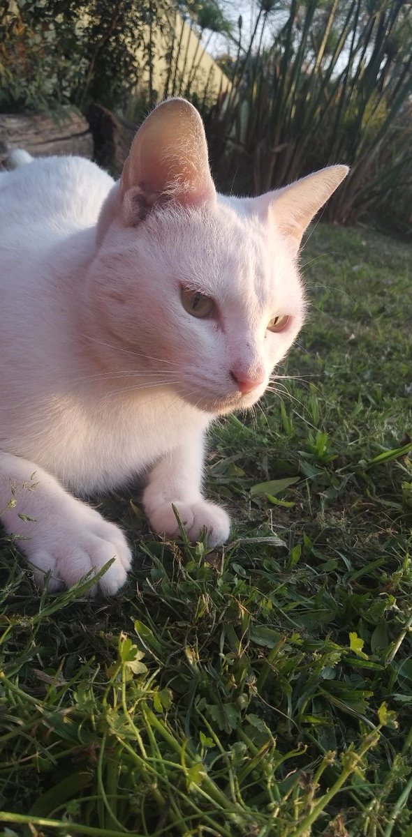MaaatiRomero's tweet photo. Hola desapareció mi gato hoy a la madrugada. Se llama Mushu y es rarisimo que se vaya tanto tiempo. Con un rt me ayudan un montón 🙏
Calle Catamarca entre España y la Ruta, muchas gracias!! https://t.co/aIggvjzVuB