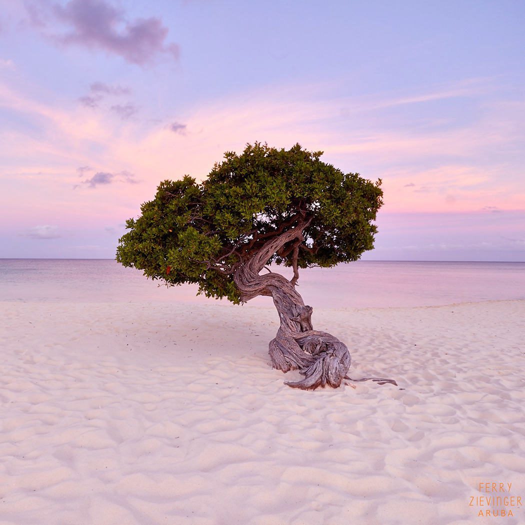 DiviResorts's tweet photo. It's a beautiful pink sunset tonight in the Caribbean. We're pretty partial and in ❤️ with this Divi tree as it's part of our name and the islands we love.
#diviresorts #discoverdivi #divitree #caribbean #comeondown #vacationinparadise https://t.co/a6ANVnoGsK