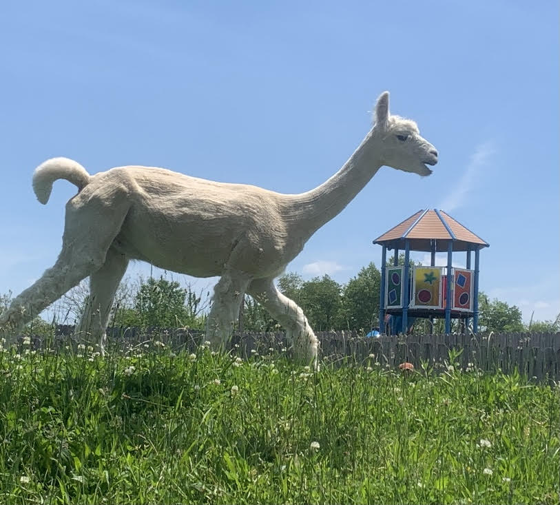 Llama Alpaca Hybrid