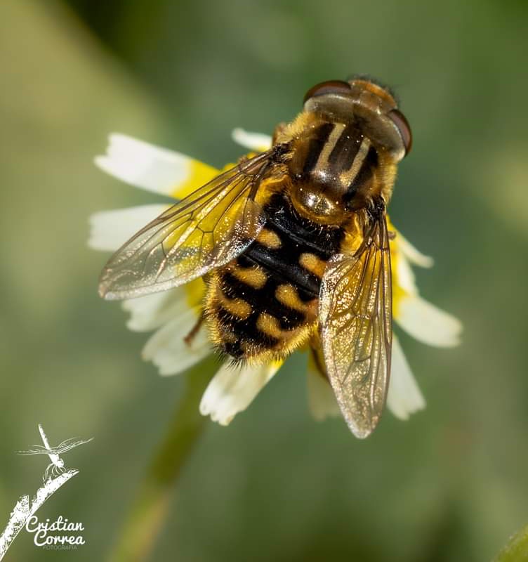 Dolichogyna chilensis, un Syrphidae nativo y bello de nuestro región, distribuida desde Arica y Parinacota hasta Magallanes. Excelente polinizador y reciclados de materia orgánica (en est. Larval). Esta es la otra fauna que nuestro proyecto desea que conozcas! Lunes d #TaxoMoscas