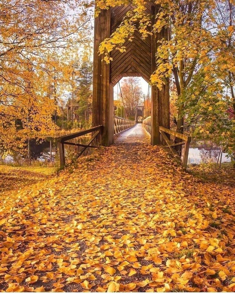 Olga49840334's tweet photo. 🧡🌼🍂💛 https://t.co/aKIVaDjUWd
