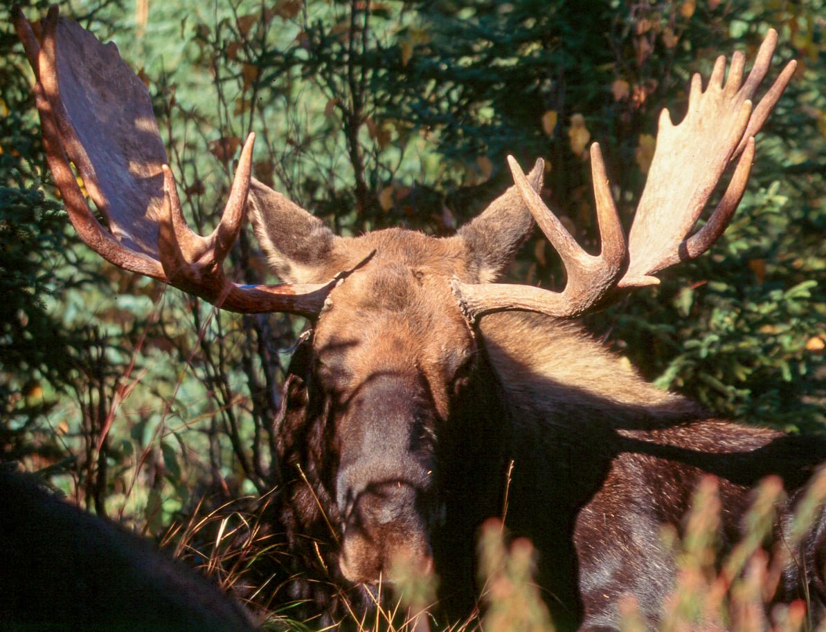 Alaska DFG-Southeast tweet media