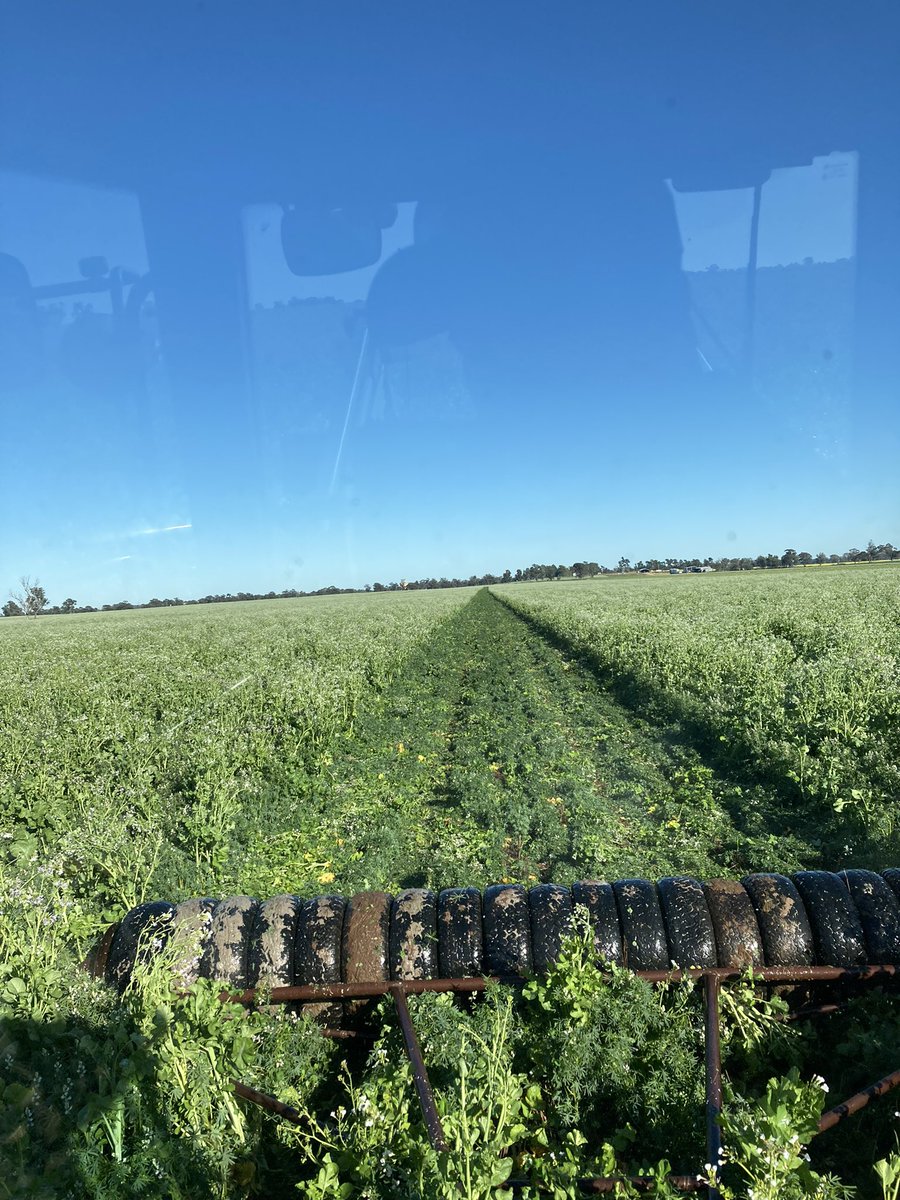 Taylor88Phil's tweet photo. @John_R_Bruce Trying your idea to take tillage radish out of Lupins. Turns out Lupins don’t like it much 🤣 #firstdayfarmer https://t.co/rArbyfbboe