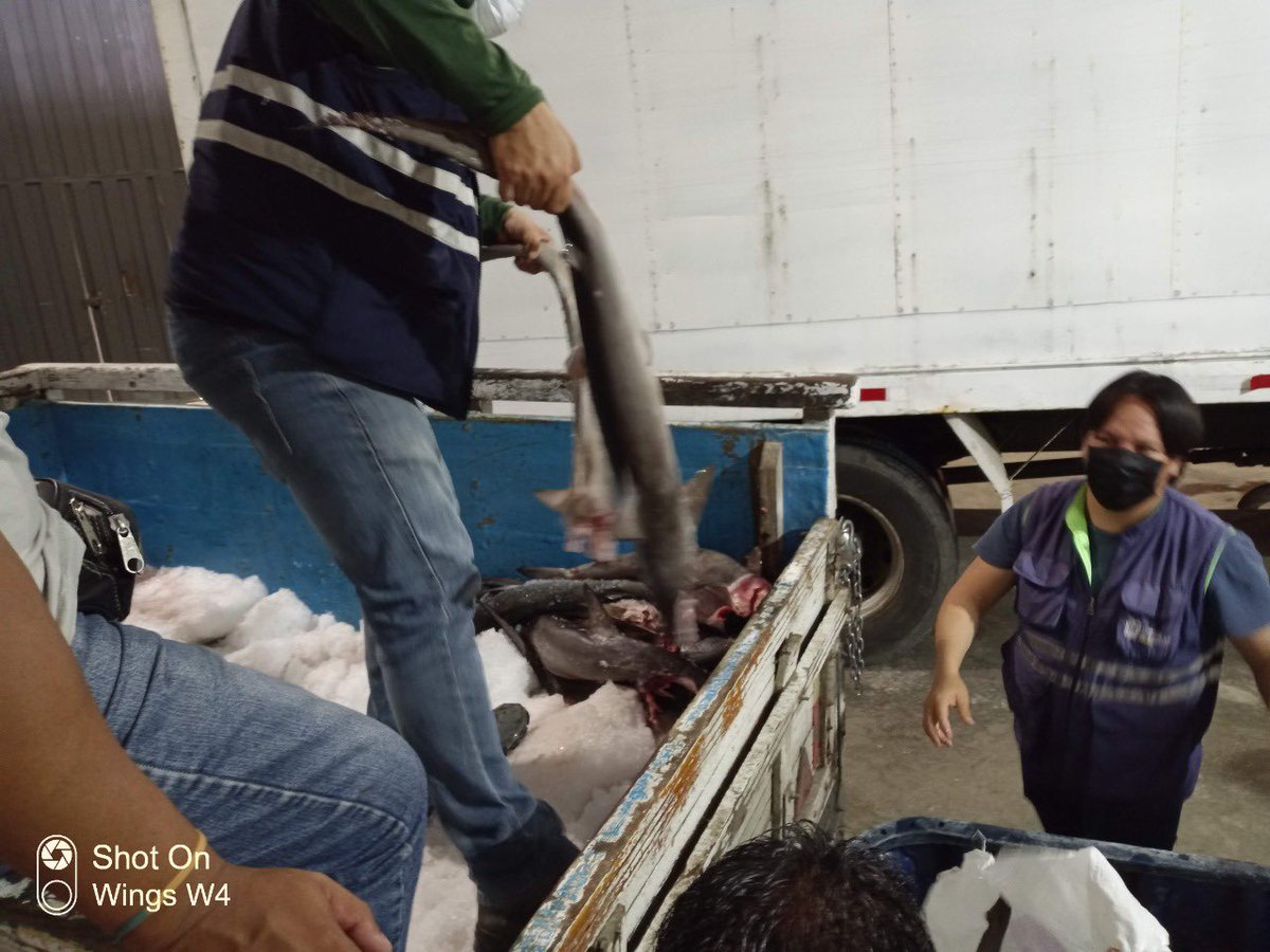 Por cierto la demanda del mercado asiático influye muchísimo, pero también la codicia e ignorancia de muchos pescadores, alentados por dirigentes irresponsables, que no miran al futuro. Es urgente prohibir la exportación de aletas y mejorar el control de la actividad pesquera.