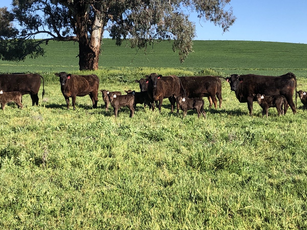 Spring has arrived as well as some new friends! #wagyu