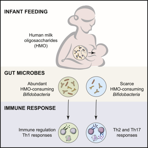 .<a href="/SashaZhernakova/">A.Zhernakova</a> &amp; @spreckelsje Spotlight the <a href="/CellCellPress/">Cell</a> paper from <a href="/bethany_henrick/">Bethany M Henrick</a> <a href="/BrodinPetter/">Petter Brodin</a> &amp;co: "Milk and bugs educate infant immune systems" Preview: authors.elsevier.com/a/1dYq63qNrUmR… Orig paper: cell.com/cell/fulltext/…