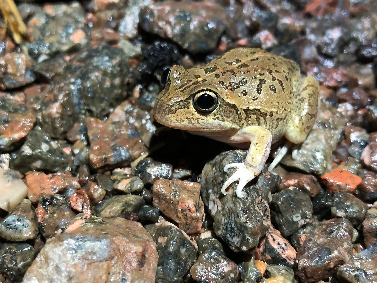 Uluṟu-Kata Tjuṯa National Park is home to 4 species of burrowing frog 🐸, ngaṉngi. Most of the year these frogs are underground. They emerge after rain to breed, feed and return underground to avoid the harsh conditions. #BiodiversityMonth

📷 Mains frog. Credit: birdmark95