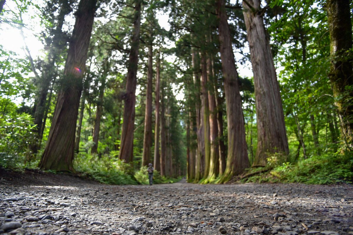 戸隠神社奥社参道杉並木 戸隠神社奥社参道杉並木