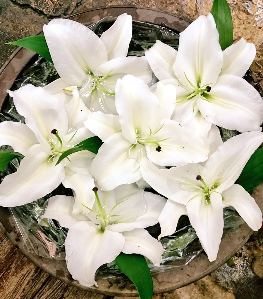 中村生花店 Nakamura Seika Twitter 中村生花店 Nakamura Seika Twitter