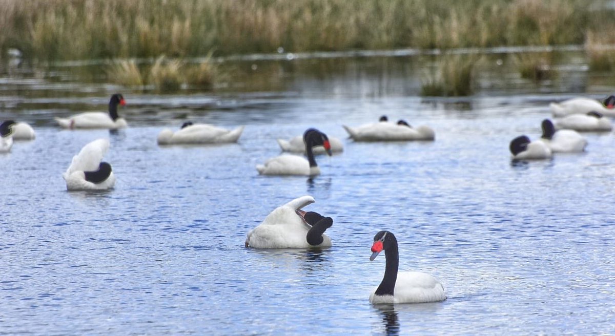 ✅🌳🌿Humedal Mollulco-Botrolhue (Labranza) titulo de merced comunidad Juan Paineneo, hoy propiedad de Pocuro y declarado Humedal Urbano por el MMA para su proteccion. Como Core seguimos articulando y trabajando por su defensa y puesta en valor. Registro: Juan Candia