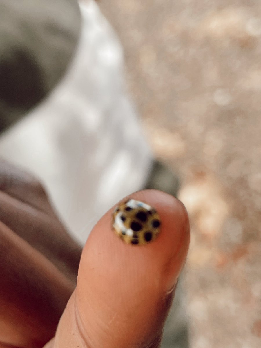 RCPS_EarlyLearn's tweet image. Ladybug 🐞 #playgroundscience #insects