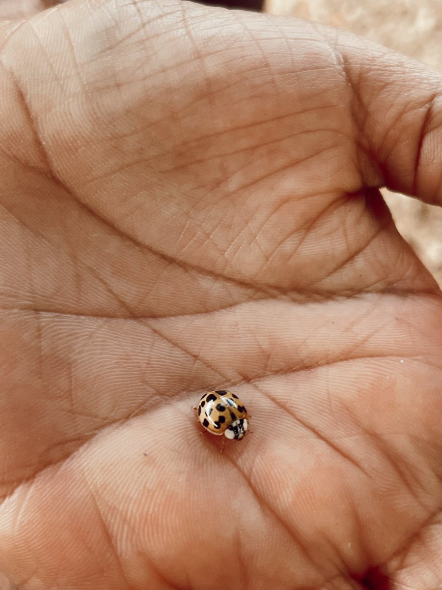 RCPS_EarlyLearn's tweet image. Ladybug 🐞 #playgroundscience #insects