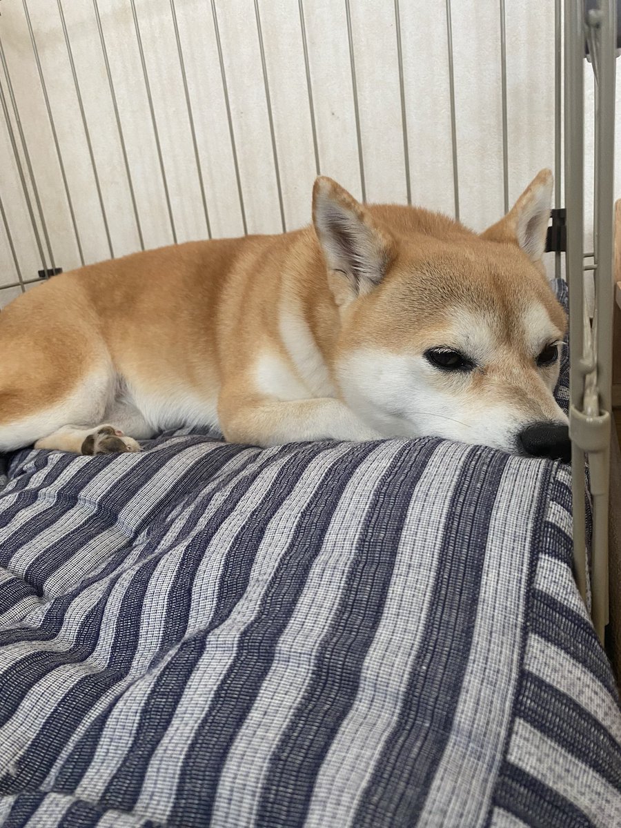 柴犬好きと繋がりたい