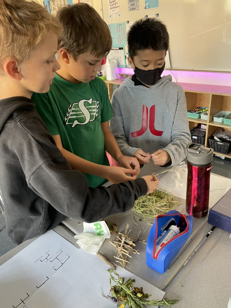 teachliketrish's tweet photo. We started to classify our organisms using tree diagrams today. #HandsOnLearning 🌿 https://t.co/XNodpaumRd