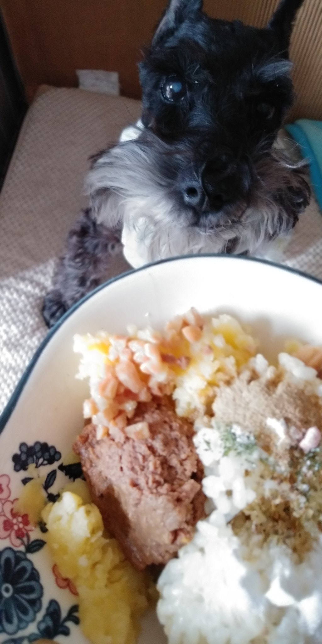 老犬クラブ 今朝もささみと消化器サポート混ぜまぜ じゃがいも キヌアごはん オレガノとパセリふりふり 今日は病院 で肝臓 用抗生物質の相談 薬減らせるかなー シュナウザー 犬ごはん シニア犬 老犬 肝臓 T Co Pdldsedgky Twitter