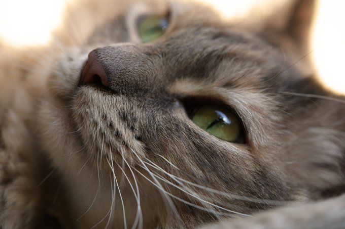 Flawless Goddess 😻 https://t.co/fT6Ly7Behn