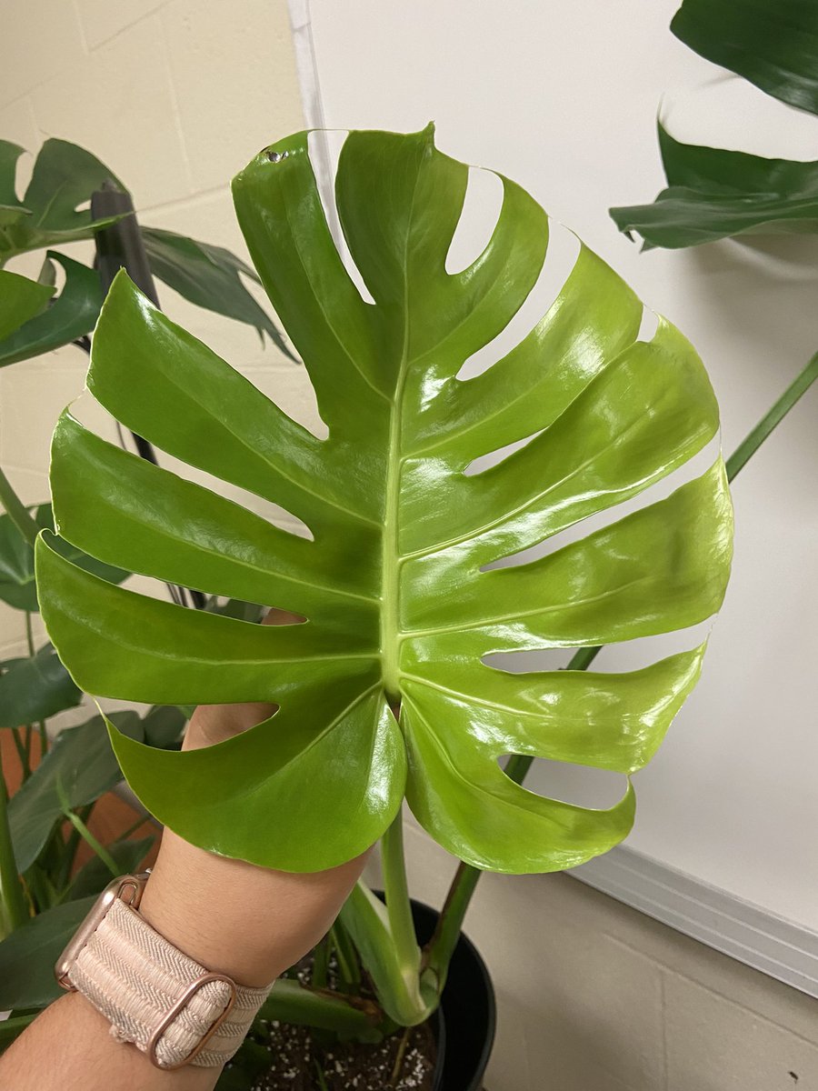 MrsGfromTX's tweet photo. A new monstera leaf opened over the weekend in my classroom! 😍❤️ https://t.co/y3AzS9TlpN