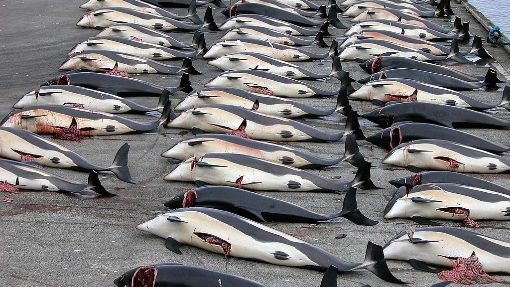 Mass slaughter of dolphins in the Faroe Islands 13/9/21