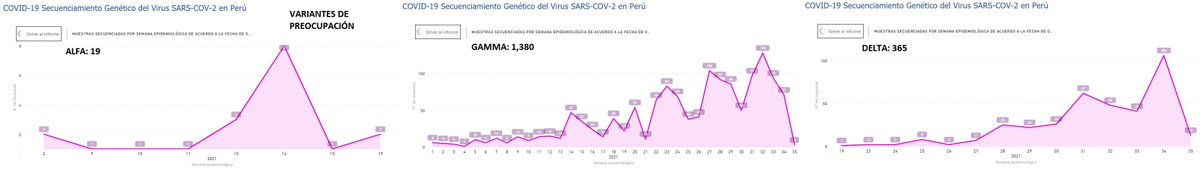 juank23_7's tweet image. #LambdaVariant (Interés) y #Gamma (Preocupación) siguen siendo las predominantes en el Perú

Sin embargo, ambas en DESCENSO📉 por semana epidemiológica
🗓️Última Semana#35 (29/08 al 04/09)

¿Y las #VarianteDelta y #VarianteMu ?
En DESCENSO📉

Fuente: web.ins.gob.pe/es/covid19/sec…