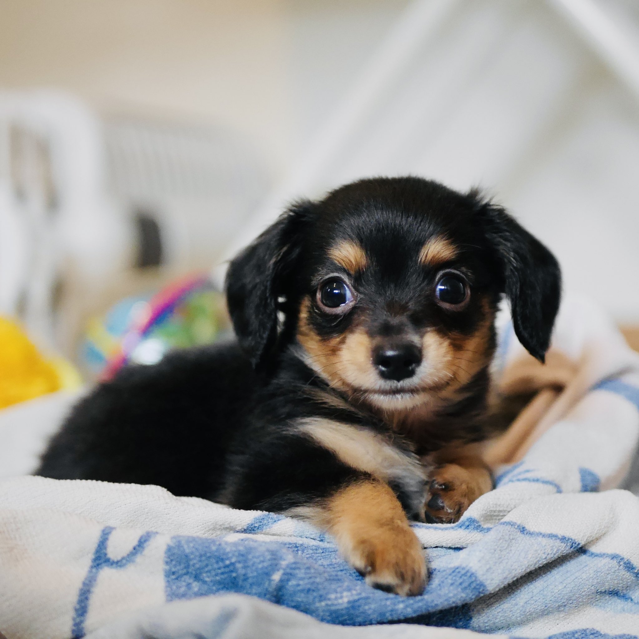 チワックス子犬 Twitter Search Twitter