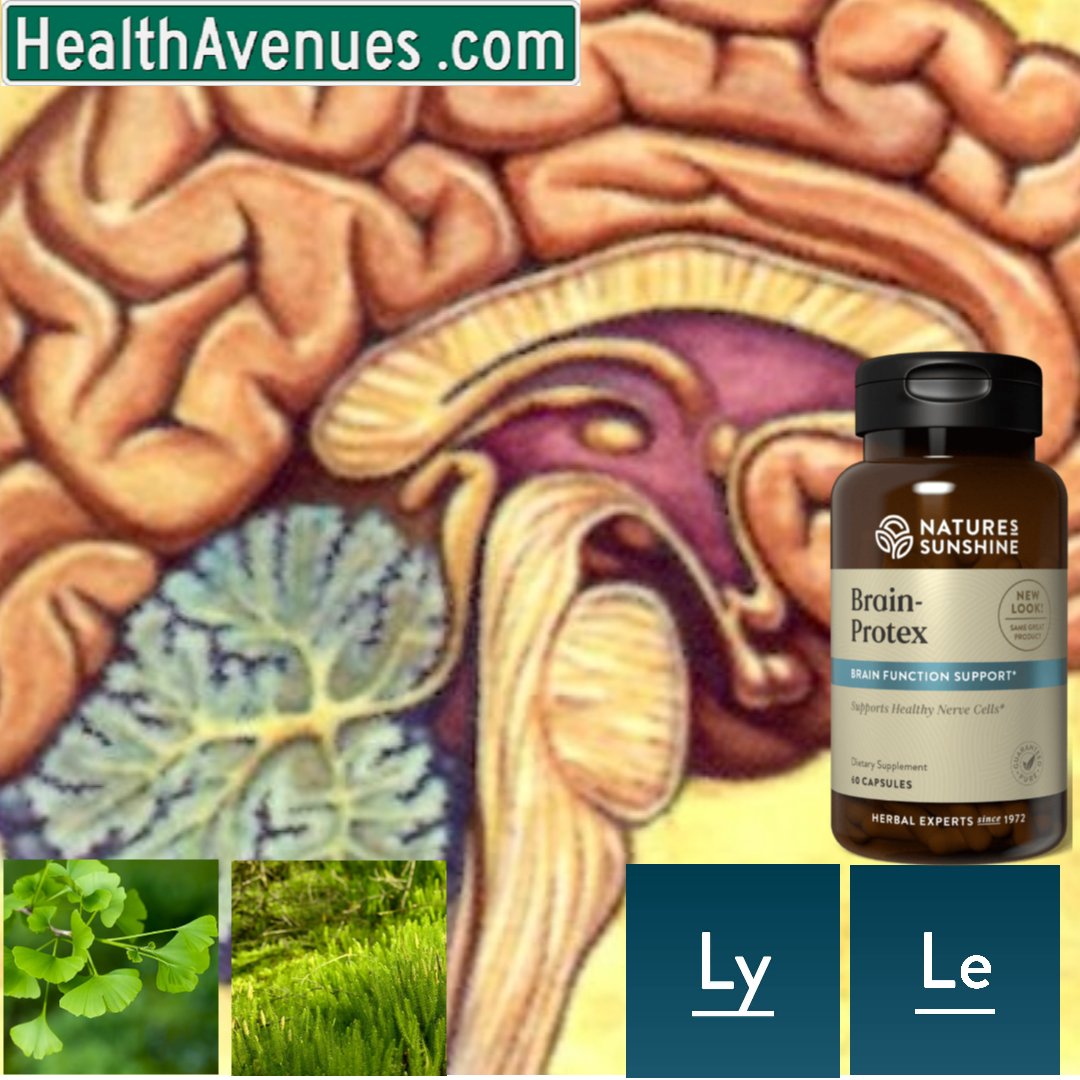 Brain-Protex with Huperzine - Health Avenues: healthavenues.info/?sn=3114#.YT_5…  #healthy #healthyathome #HealthyLiving #brainshare21 #brainhealth #braindrain #BRAIN #nutrition #healthylifestyle #HealthyEating #WomenWhoCode #coder #CodeNewbie #Code404 #bodybuilders #bodybuilding