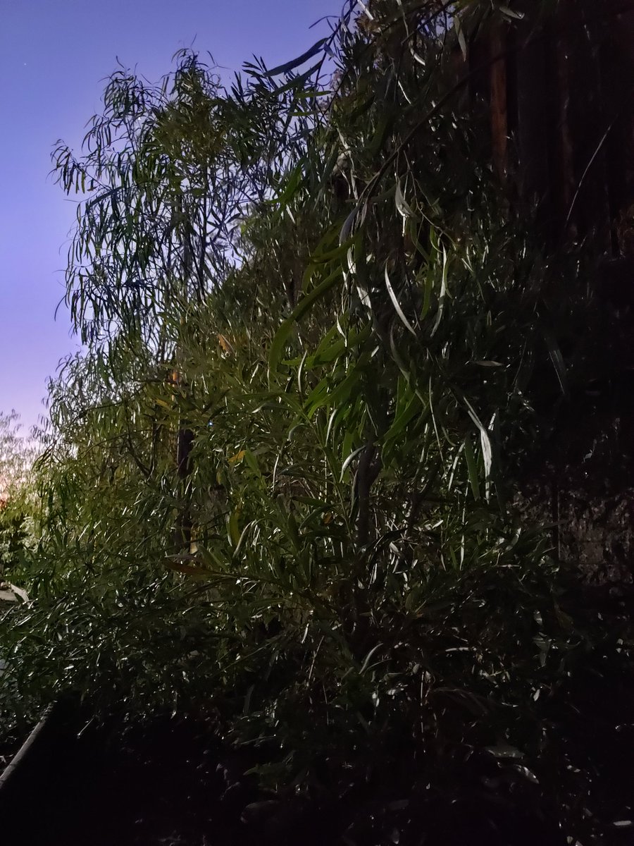 SPInkBlot's tweet photo. My family and I planted 16 trees over this past weekend. I feel strongly that being productive and making a positive impact, however small, is a good way to commemorate terrible events in human history. #11september2001 #NineEleven #September11 #trees https://t.co/ZLqV0pQnrB