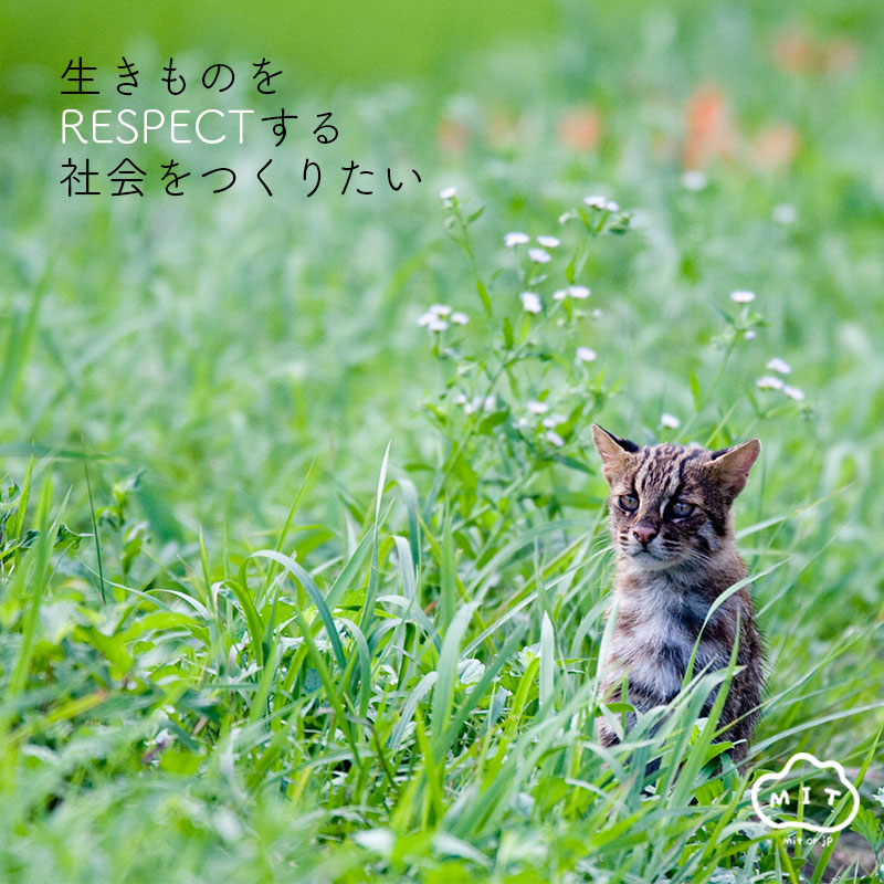 吉野由起子🦋いきもののわくわくを絵で伝える人 tweet media