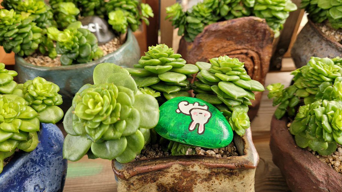 TkoNN1IHOxfFfVN's tweet image. #다육이화분 
#귀욤다육
#돌맹이
#돌맹이꾸미기
#식물과함께
#힐링타임
#초록초록