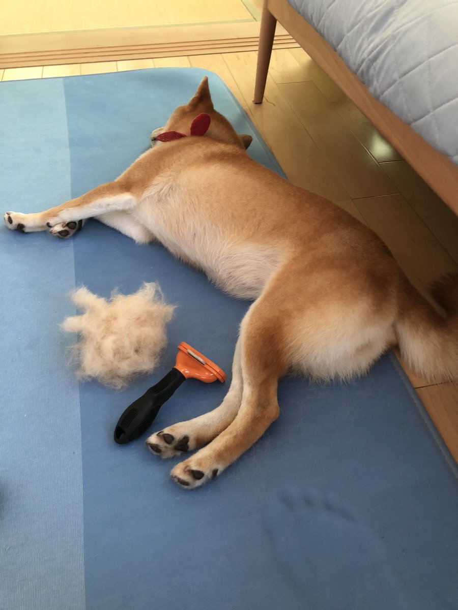 はるタヌキ 秋も なかなかお抜けになるんですね 保護犬 柴犬 Kanon 生え変わり 抜け毛 犬がいる幸せ Shiba 柴犬 はるタヌキ 秋も なかなかお抜けになるんですね 保護犬 柴犬 Kanon 生え変わり 抜け毛 犬がいる幸せ Shiba 柴犬