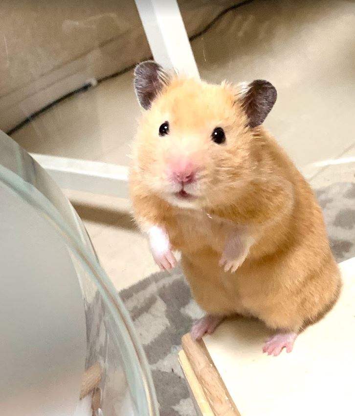 ハムちゃんズと暮らして一年ちょい過ぎました 愛… 
