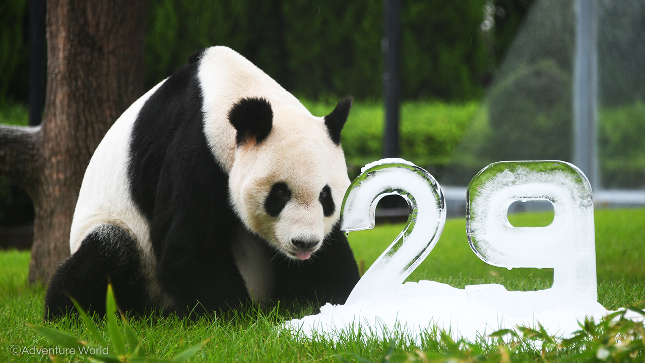 Twitter 上的 アドベンチャーワールド 公式 Happy Birthday 永明 本日9月14日はお父さんパンダ 永明 の29歳の誕生日 6種類の竹と 29 をかたどった氷をプレゼントしました 6種類の竹の中から永明が選んだのは 四方竹 とても美味しそうに食べていました