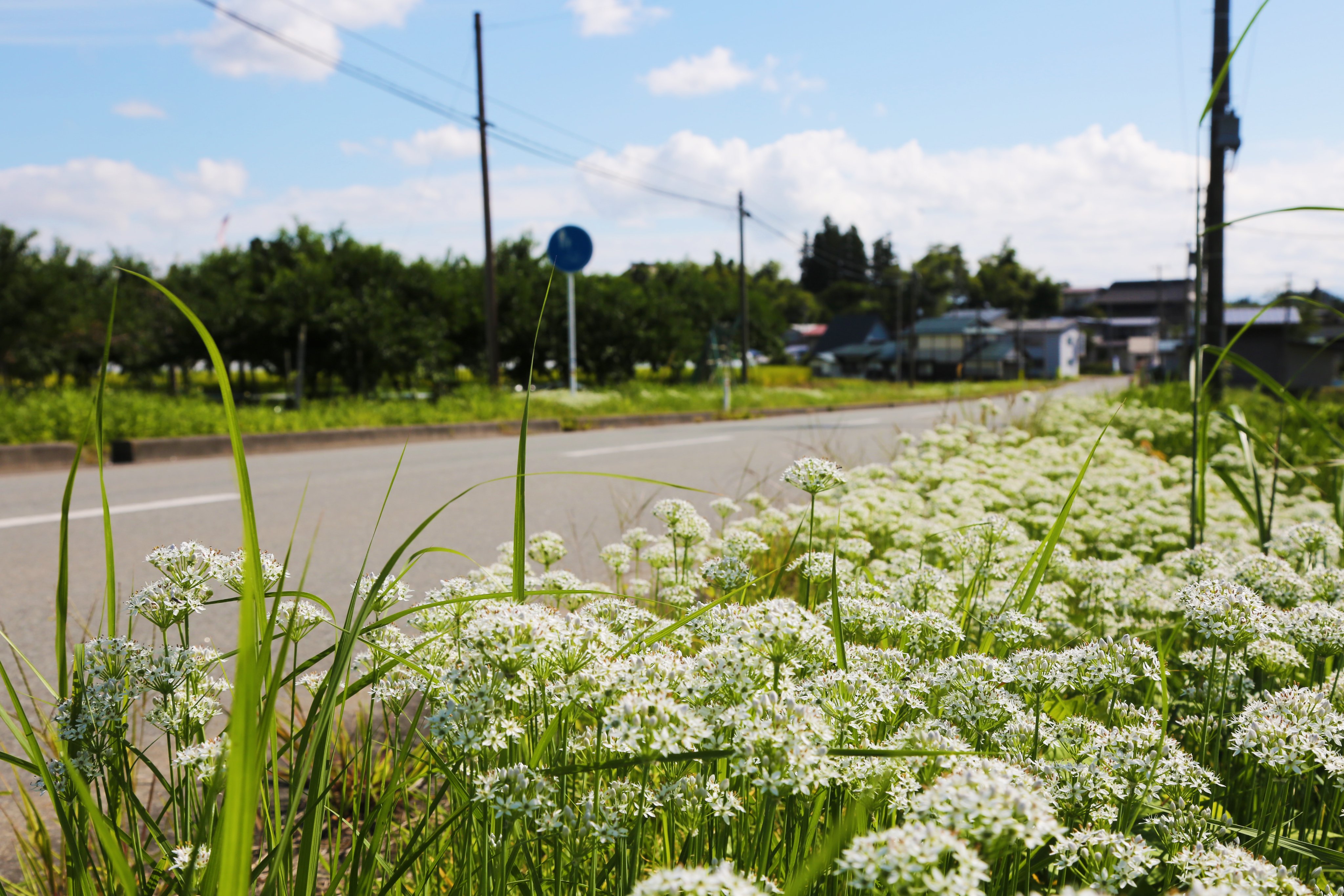 山形県大江町 Auf Twitter ニラの花を皆さんは見たことありますか 町民の方からニラの花が荻野地区にきれいに咲いていると教えていただき行ってきました 小さい白い花がたくさん咲いていて 蜜蜂もたくさん働いていました ニラの花の花言葉は 星への願い 花弁