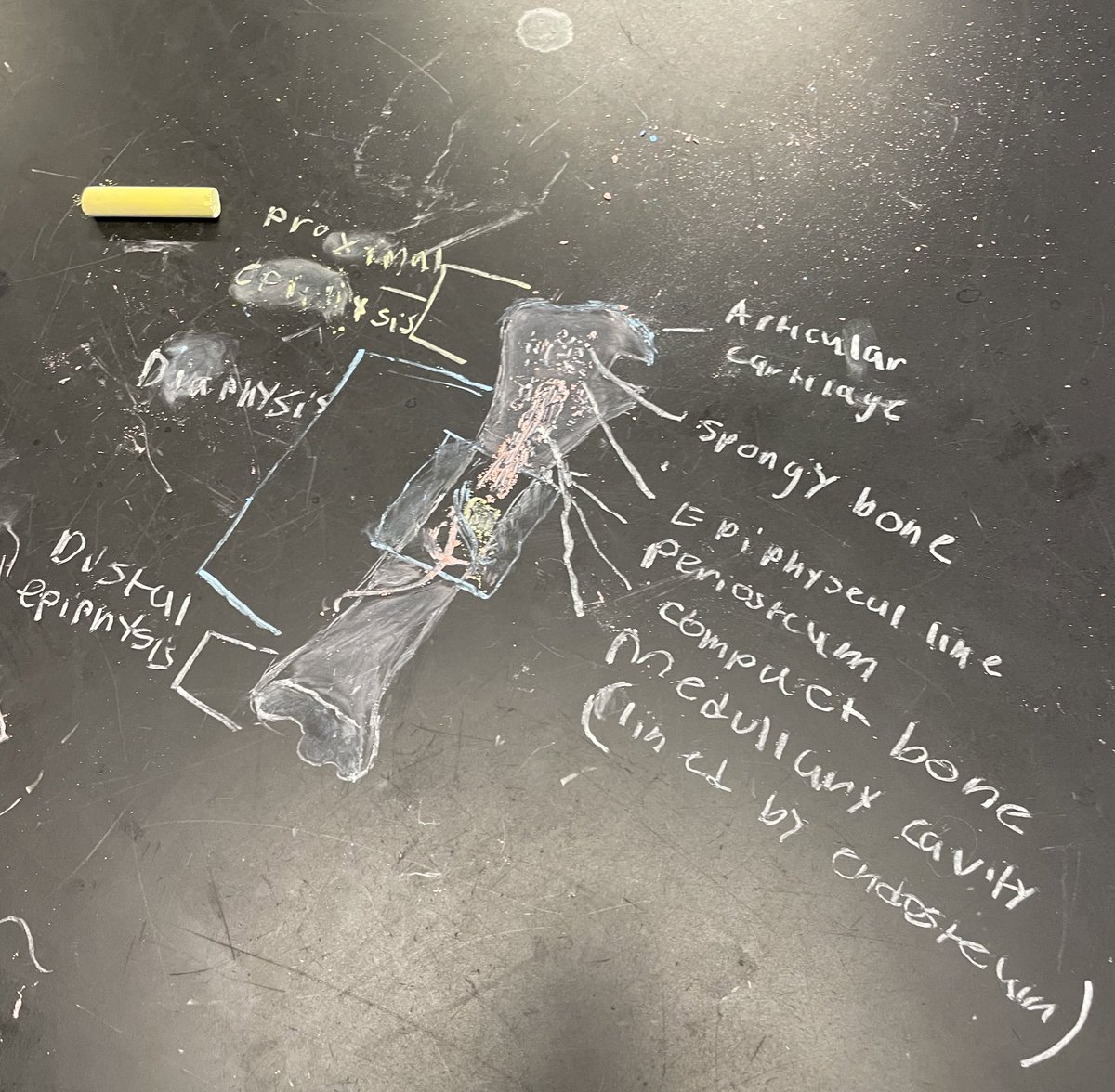 KGallagher_SCI's tweet image. students in IB Sports, Exercise &amp;amp; Health Science flexed their artistic 🎨 muscles while learning the anatomy of a long bone in class today 🦴 #IBSEHS  #ExSci #anatomyteacher #STEAM @LHS_NJ @Science_LHS @LindenSchoolsNJ