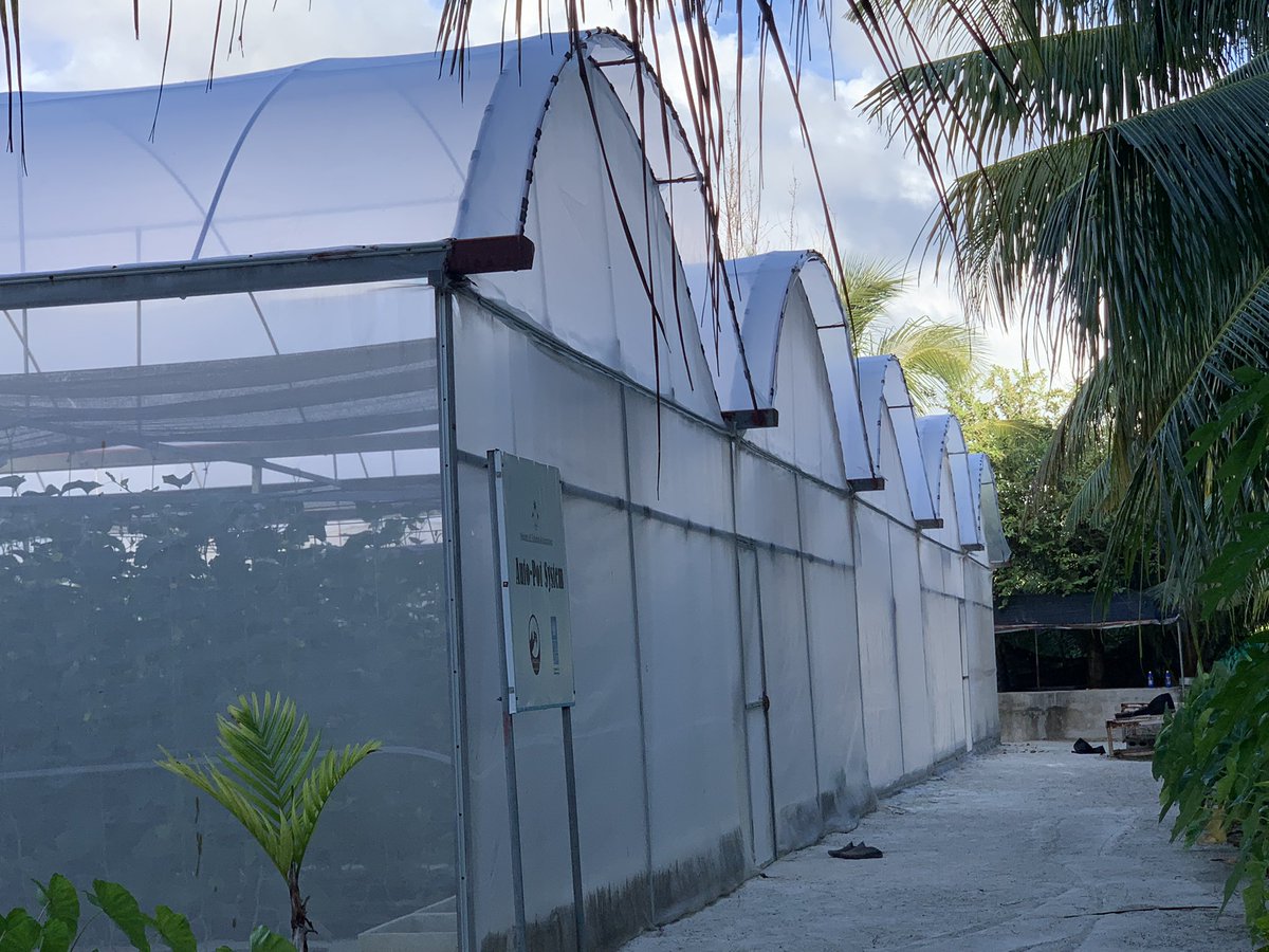 0.15mm clear polyethylene film,
* Roof Covering green house #addumeedhoo