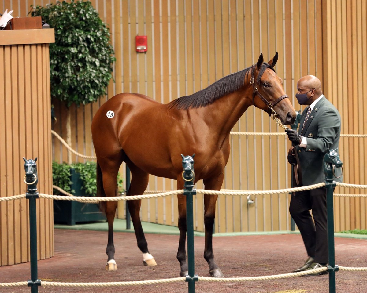 Keeneland September Sale Opener a Sign of Strength bit.ly/3CnL19V  <a href="/BH_LGash/">Lauren Gash</a>