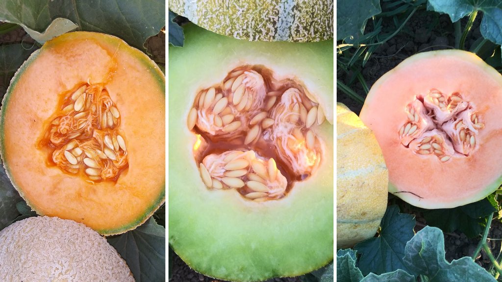 VanWafarmersmkt's tweet photo. Monday frown? Turn it upside down with a pre-order of Volehalla Farms magic melons
💚 Ananas d'Amerique "American Pineapple" rare, highly perfumed, sweet, firm
💚 Charentais - Distinctive European-style cantaloupe
💚 Honeyrock - An intensely sweet cantaloupe
#NowInSeason https://t.co/lYdNvumaLe