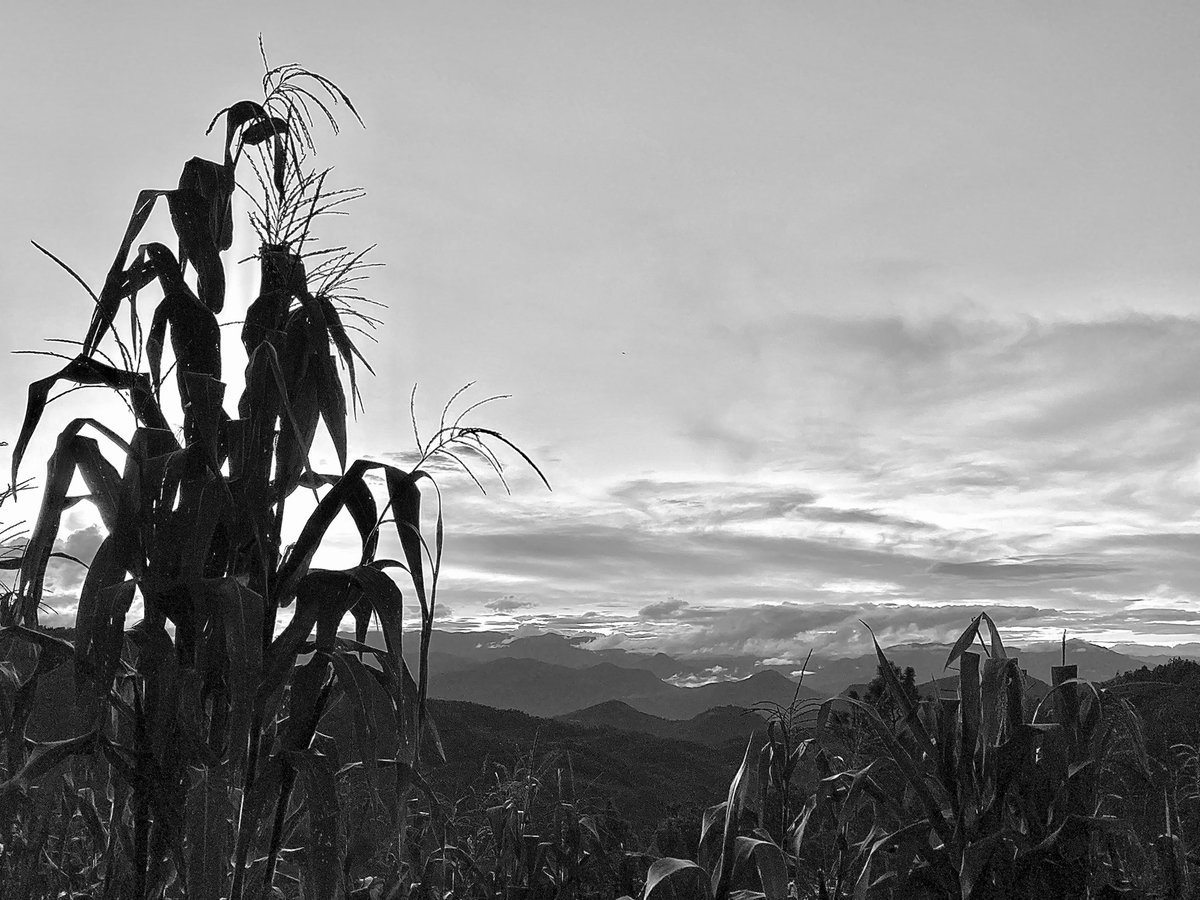 ChekoChR1's tweet image. Un día después de la lluvia
Ayutla Mixe 
#chekochr #ayutlamixe #sierramixe #oaxaca #milpa #montañas #paisajemixe #mixe #tranquilidad #serenidad #caminata