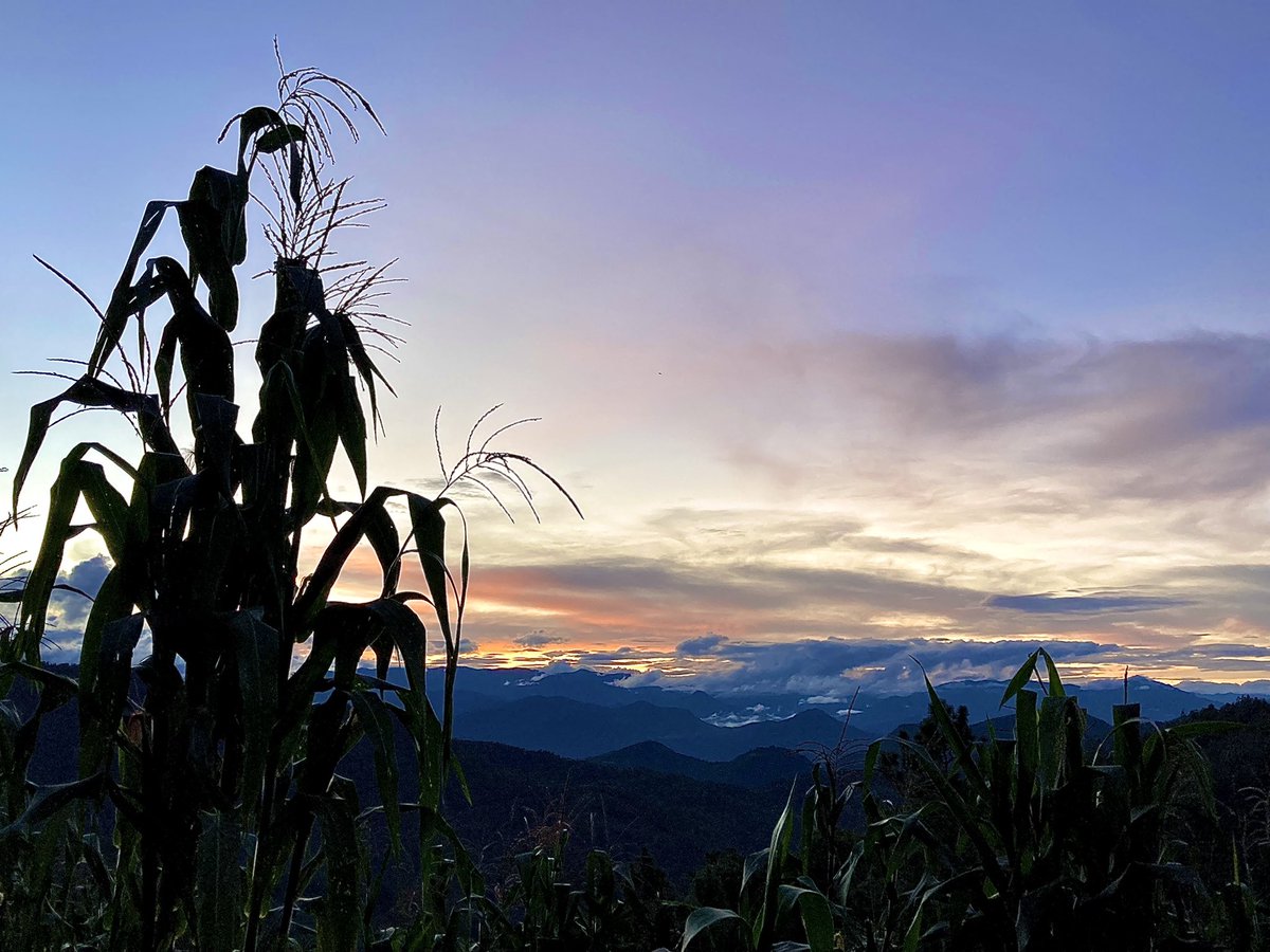 ChekoChR1's tweet image. Un día después de la lluvia
Ayutla Mixe 
#chekochr #ayutlamixe #sierramixe #oaxaca #milpa #montañas #paisajemixe #mixe #tranquilidad #serenidad #caminata