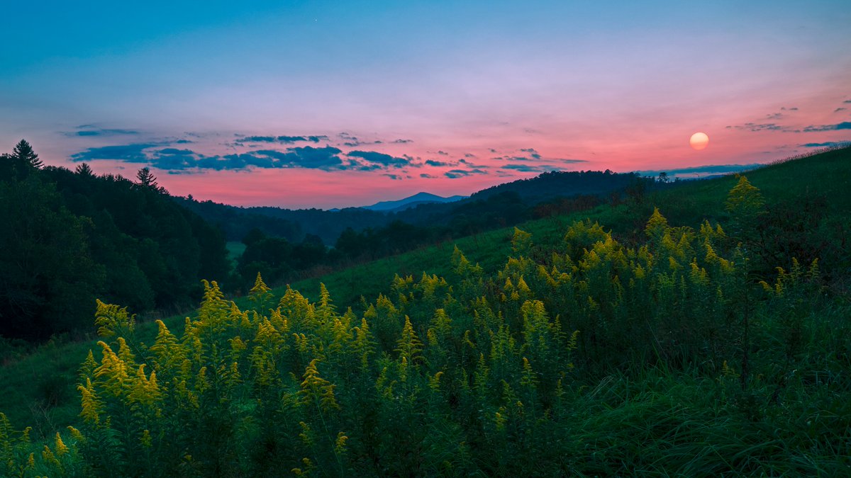 BoozerDPhoto's tweet image. A patch of goldenrod with front row seats a uniquely hazy sunset where smoke from the fires out west made it possible to look directly at the crisply contrasted sun on the horizon. The coolest view of the sun I have seen in a long time.