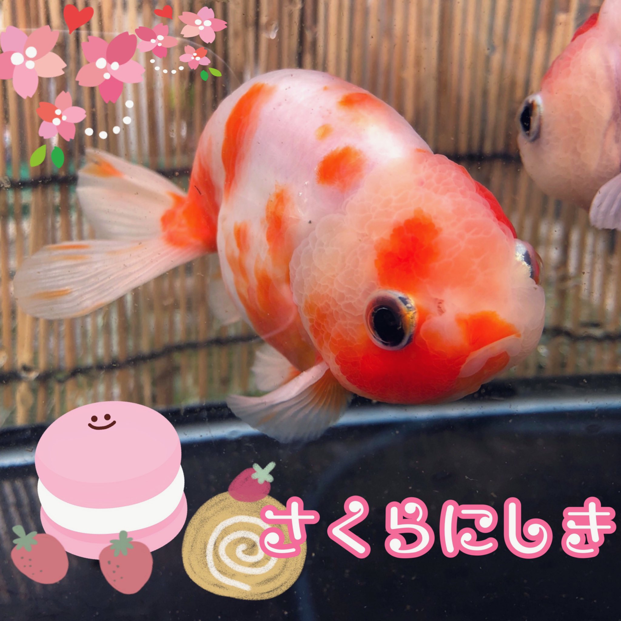 ベリル 腰痛 桜錦って金魚マジで可愛いからな 金魚屋あいこ 金魚 桜錦 志村養魚場 2歳 T Co 0f7thzzhtv Twitter