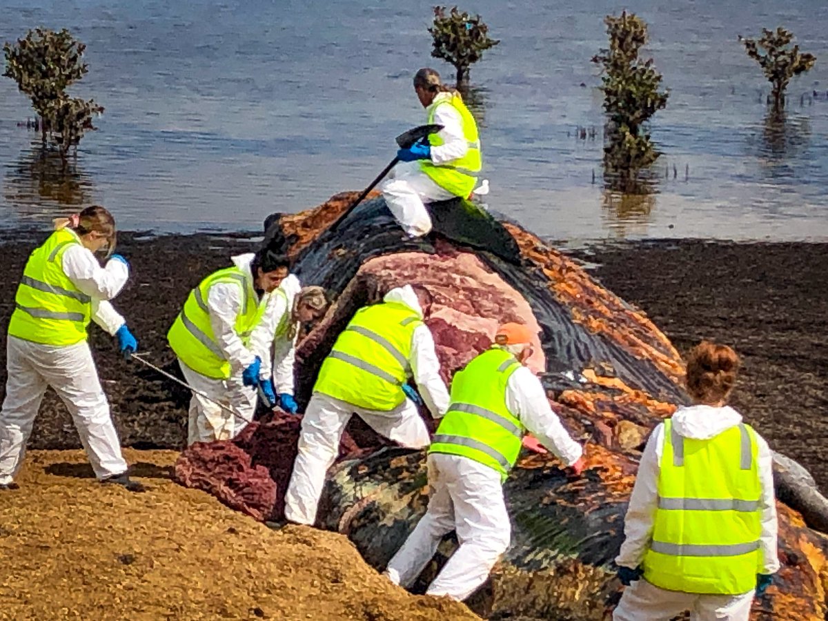 Having a bad day at work? Well at least you’re not carving open a rotting whale carcass. These <a href="/SAMuseum/">South Australian Museum</a> staff must really love their job. #whale