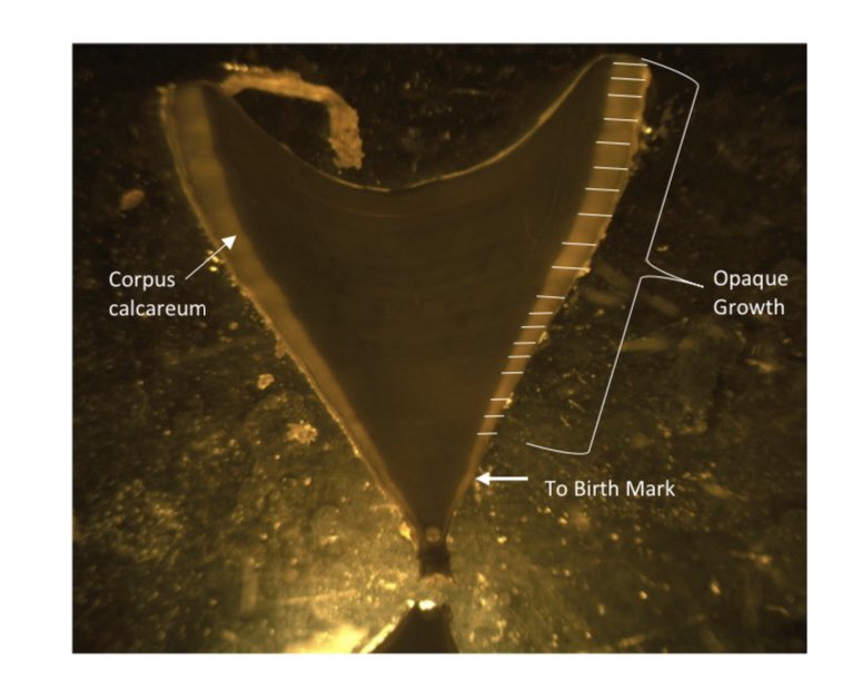 Sushmita Mukherji (@sush_mukherji) on Twitter photo My first paper is now out in Environmental Biology of Fishes! <a href="/SpringerNature/">Springer Nature</a>. We produced preliminary age and growth estimates for #bluesharks from #PNG My first paper is now out in Environmental Biology of Fishes! <a href="/SpringerNature/">Springer Nature</a>. We produced preliminary age and growth estimates for #bluesharks from #PNG