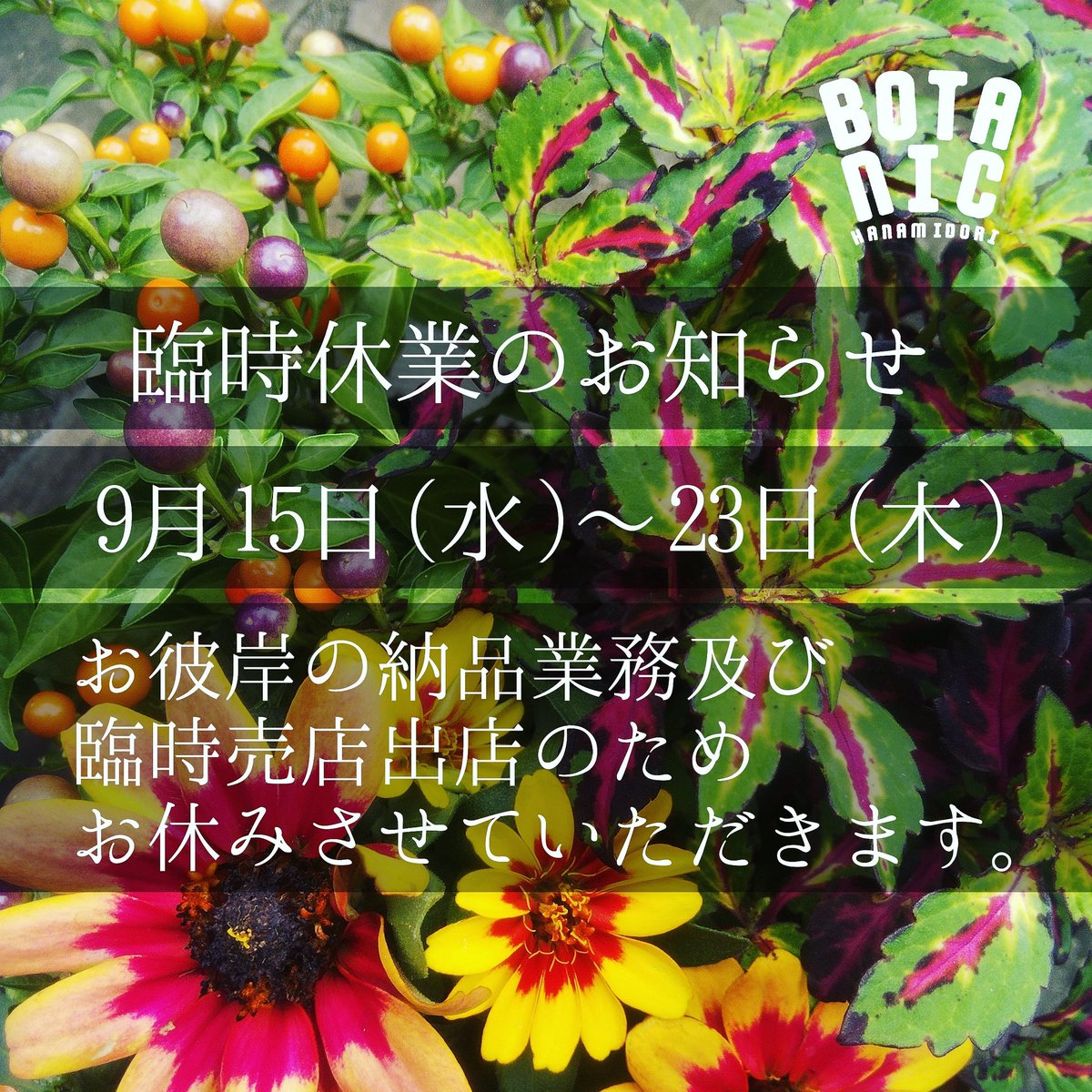 園芸専科 花見鳥 Hanamidori Cube878 Twitter 園芸専科 花見鳥 Hanamidori Cube878 Twitter
