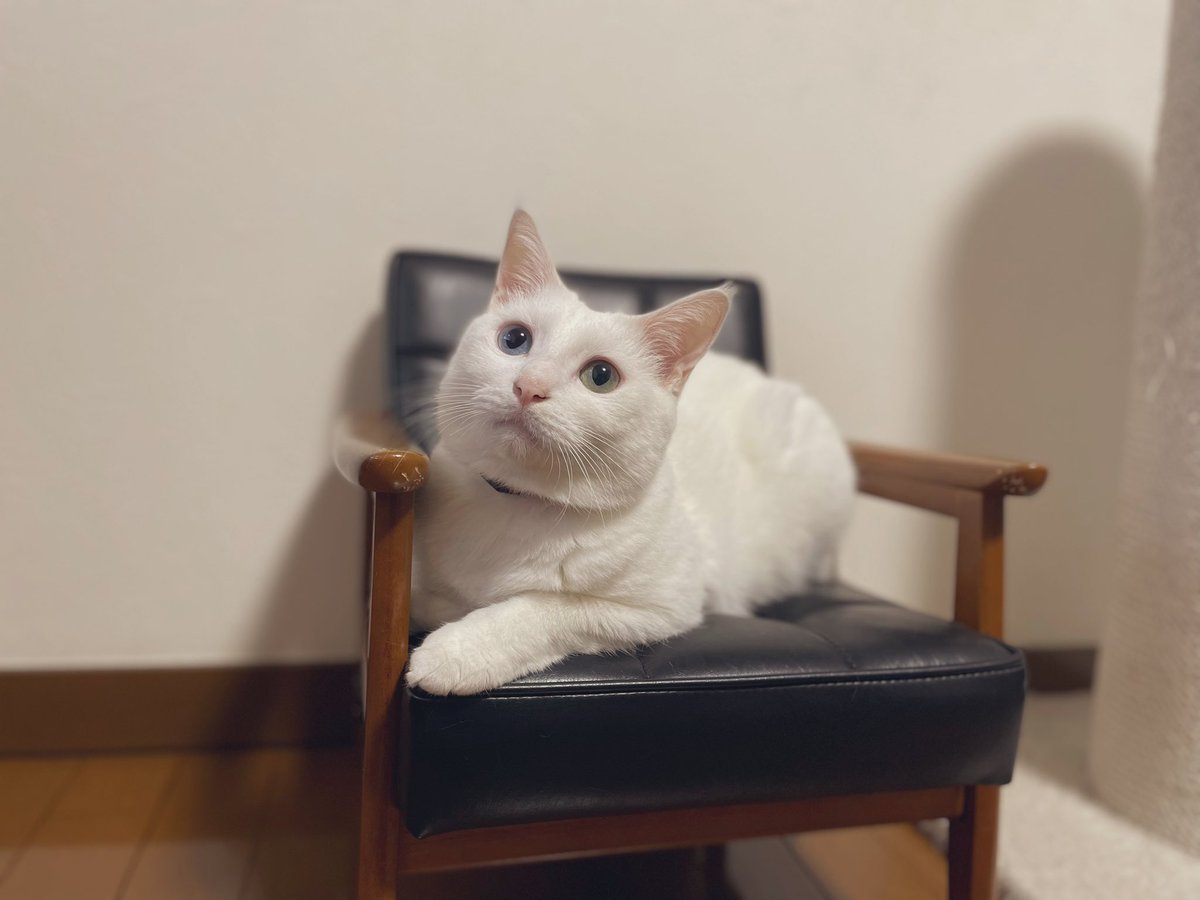 こたママ (@cotapanta) / Posts / X