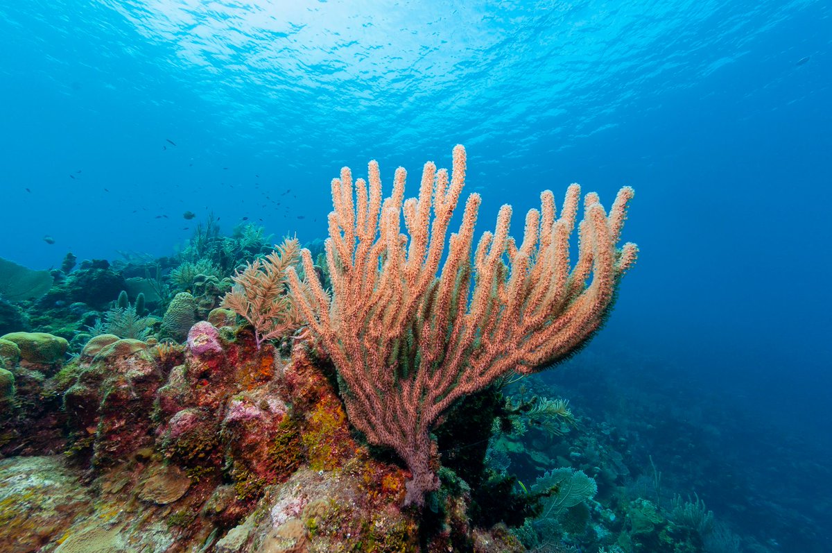 SLSVIndia's tweet photo. 4 Ways You Are Unknowingly Killing the Coral Reef
https://t.co/23lMDo4PUx
#CSR #coralreef #climatechange #globalwarming #SaveEarth #microplastics #overconsuming https://t.co/i1IgYBnCPH
