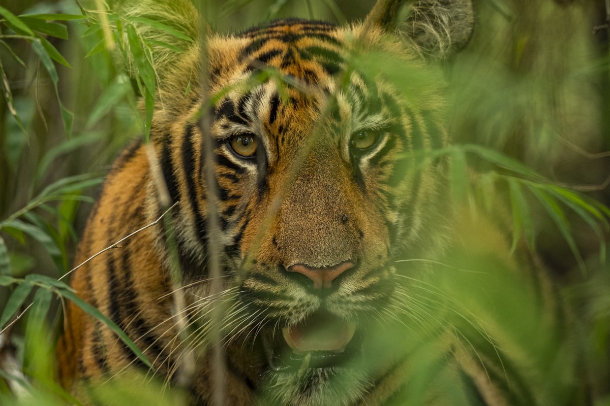 Peek-a-boo! 🐅 #PhotoOfTheWeek captured by #SaevusGalleryMember Narayanan Iyer at Tadoba Andhari Tiger Reserve.