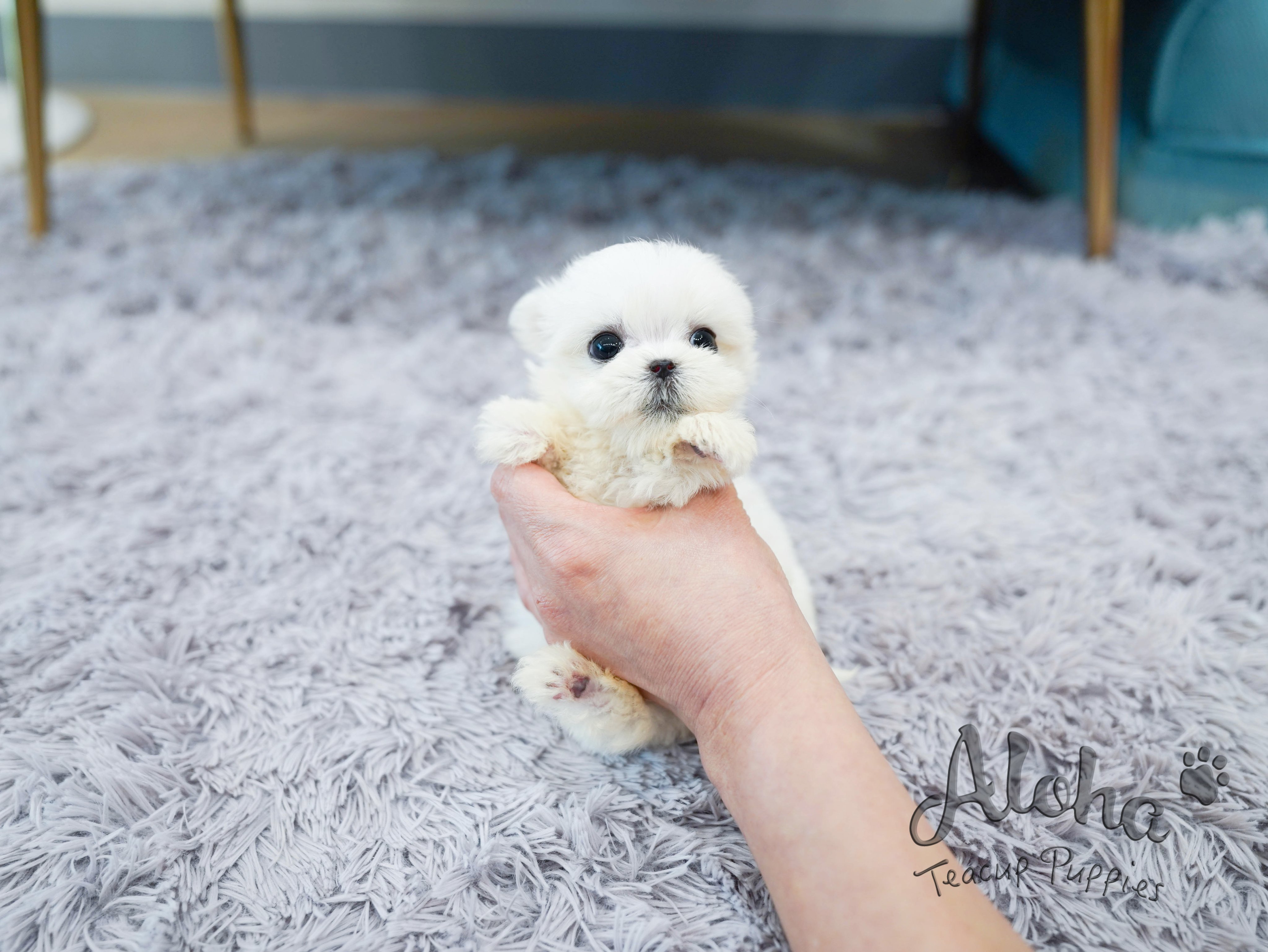Rolly teacup puppies best sale size