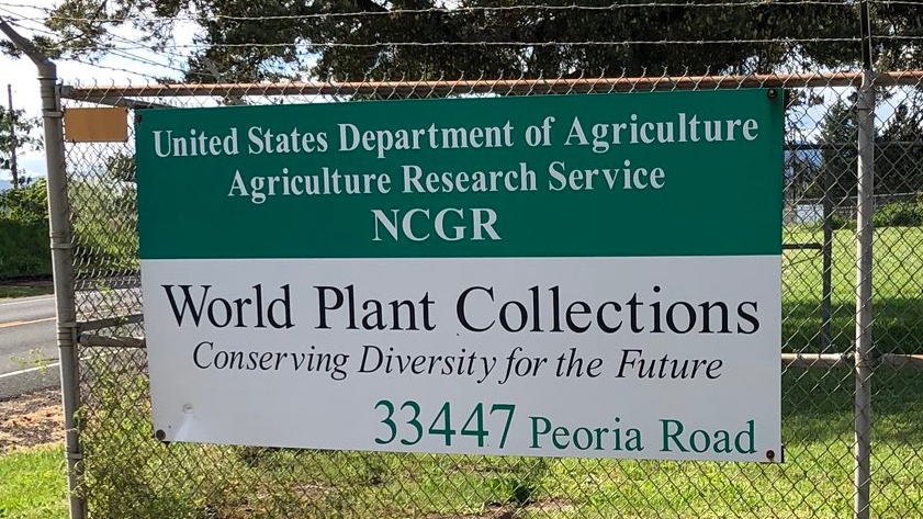 Thrilled to announce I started my ✨dream job✨ as Germplasm Curator at the USDA-ARS NCGR in Corvallis, OR! Eager to apply and grow my plant pathology 🕵🏻‍♀️🔍 and horticultural 👩🏻‍🌾🌱skills as librarian of the nation’s living pear, hazelnut, mint, hops, and wild relative collections.